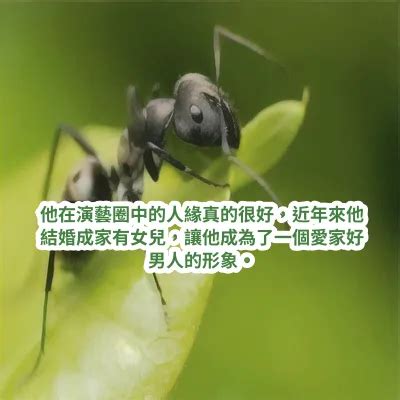 夢見螞蟻在牆上|夢見一群螞蟻在牆壁上